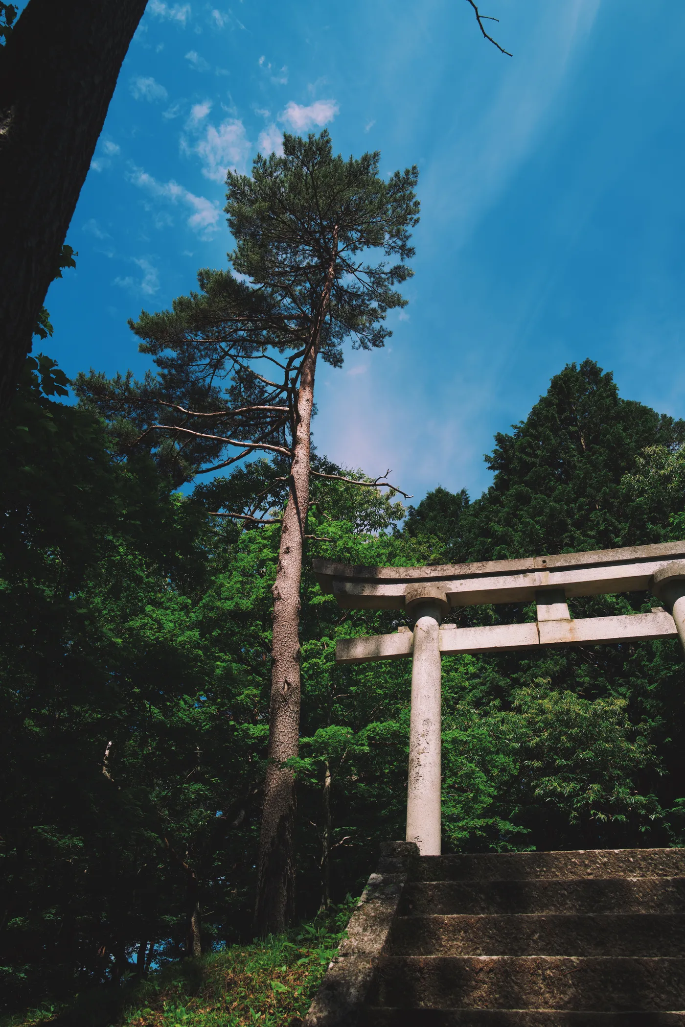 Stone steps rising to a torii gate through cedar and pine, vivid blue sky
