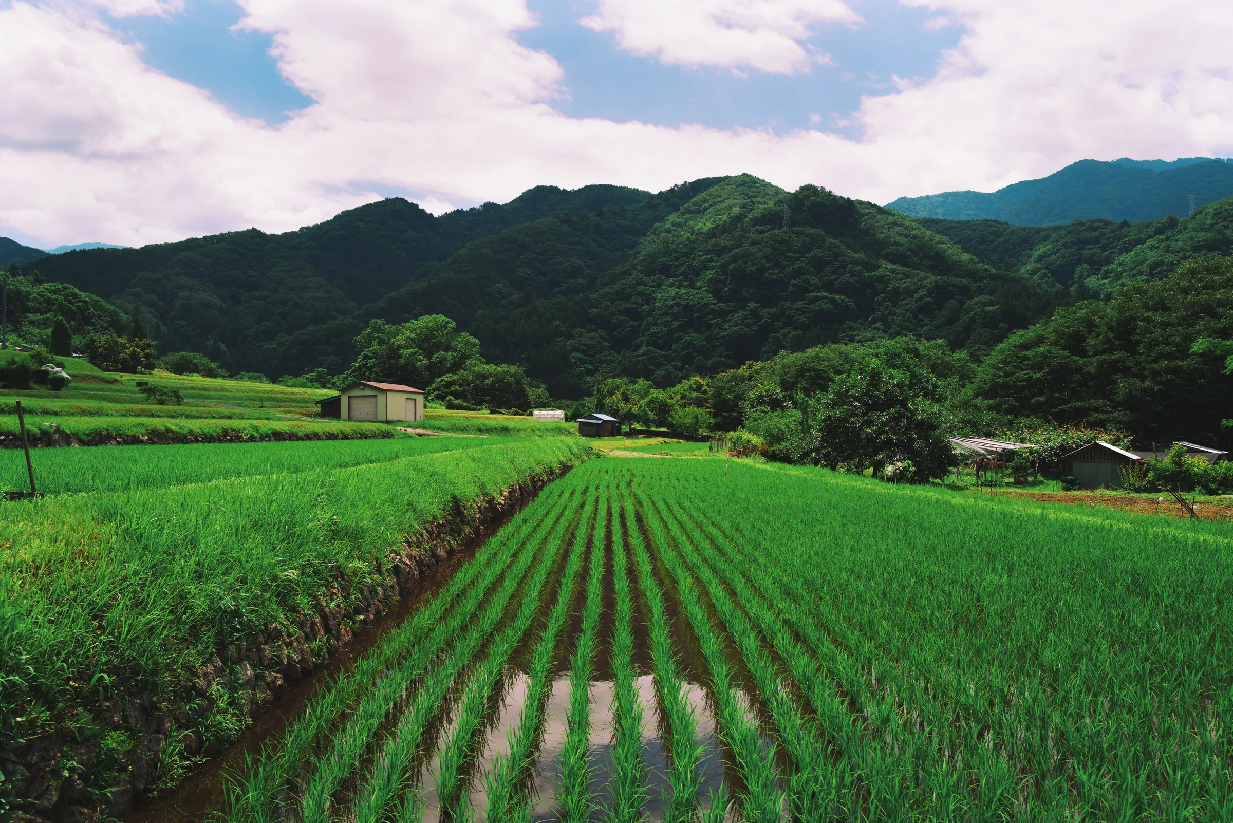 Bright green rice paddy fields with precise furrows, farm buildings, forested mountains behind