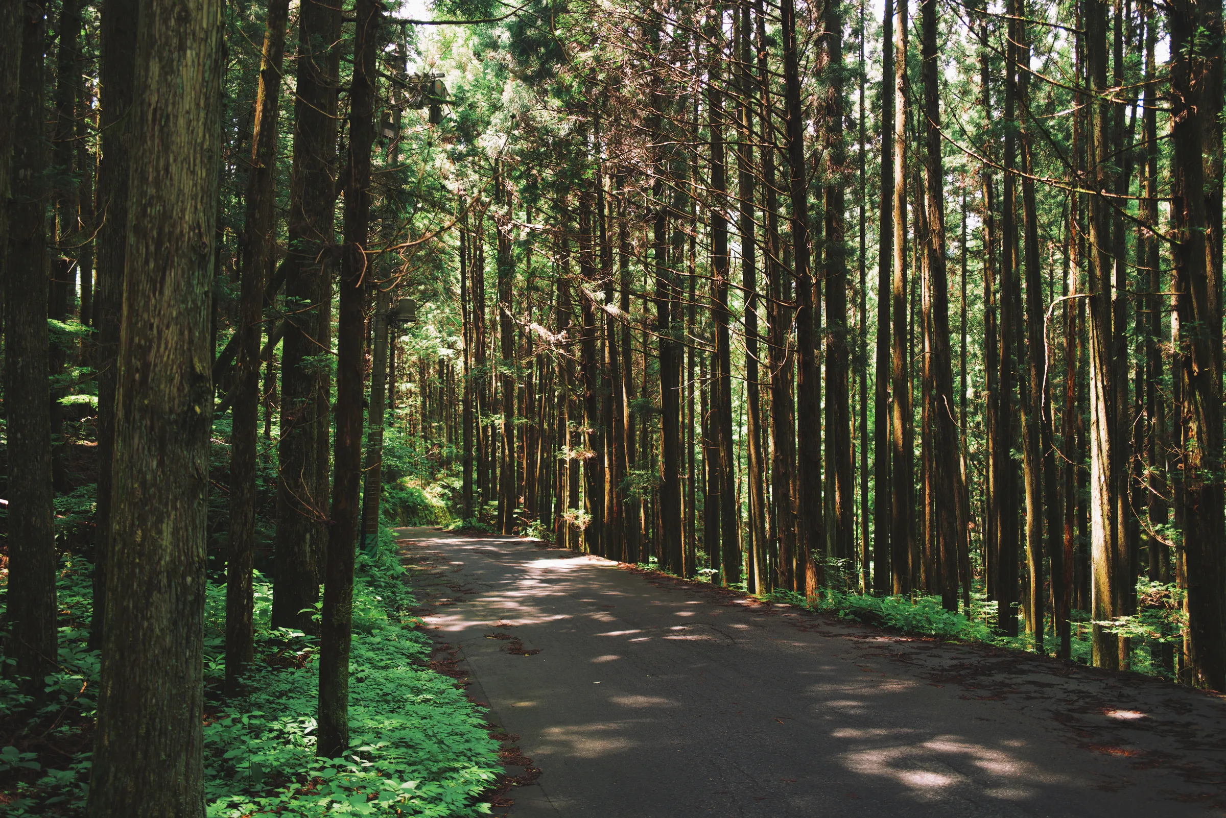 Cedar forest path cutting through tall trees in the Kiso Valley, Japan