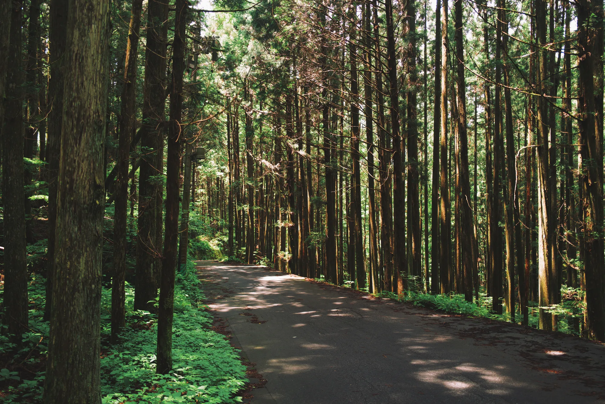 Cedar forest path on the Nakasendo