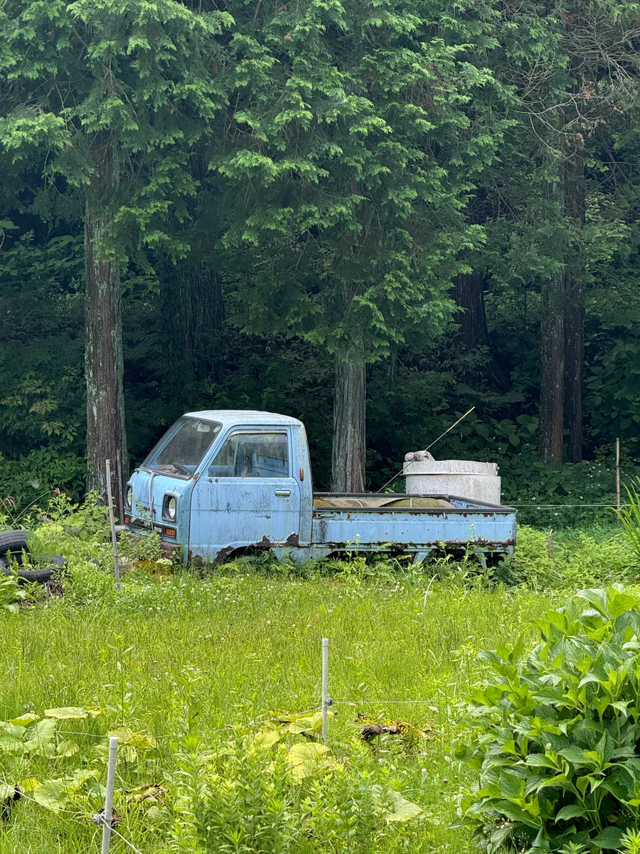 Old light-blue van half-consumed by cedar forest, seen from the trail above